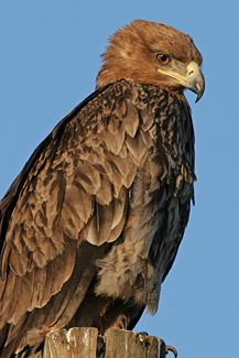 A-DL aigle ravisseur 1