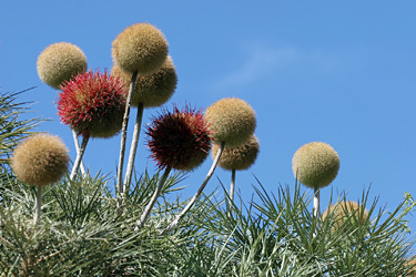 BD Echinops