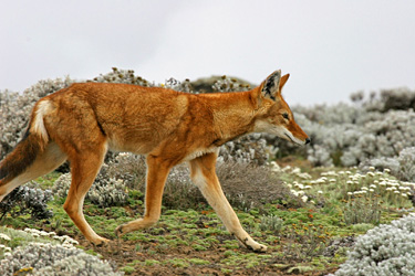 BSP loup d'Abyssinie 11