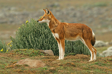 BSP loup d'Abyssinie 12