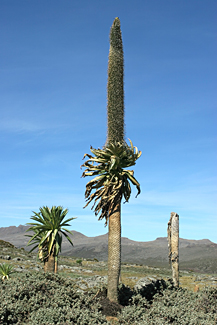 Bale Sanetti plateau 4