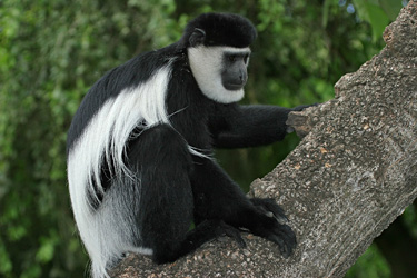 LAw colobe guereza 5