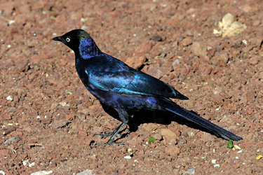 LL choucador de Rüppell 10