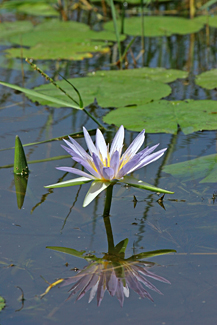 Lac Awassa 20
