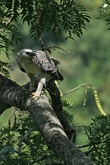 WG aigle couronné immature 3
