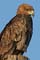 A-DL aigle ravisseur 1