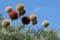 BD Echinops