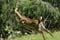 BD nyala de montagne 6