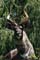 BD nyala de montagne 9