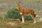 BSP loup d'Abyssinie 12
