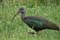 LAw ibis hagedash 1