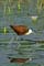LAw jacana à poitrine dorée 5