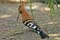 LL huppe africaine 11