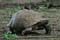 PNA tortue léopard