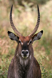Cobe defassa