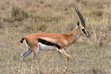 Gazelle de Thomson 3