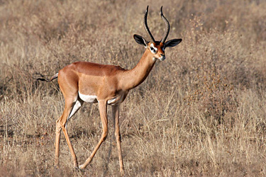 Gerenuk 2