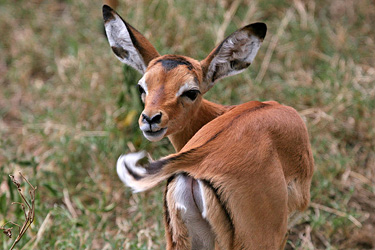 Impala