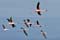 Flamant nain 12.jpg