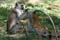 Vervet